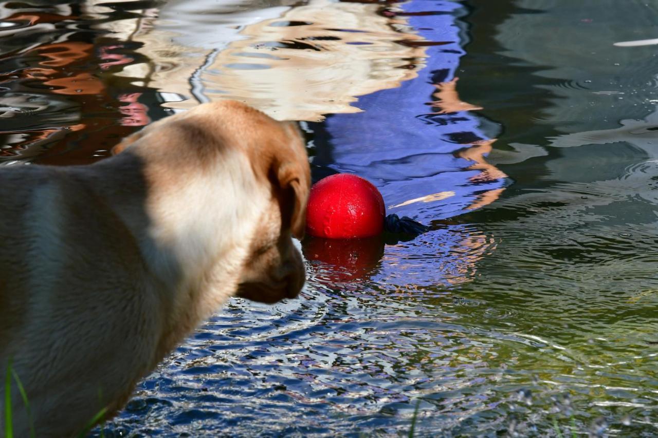 Naturforsthaus Ferienwohnung Fuer Hunde- Und Tierverbundene Menschen Preitenegg ภายนอก รูปภาพ